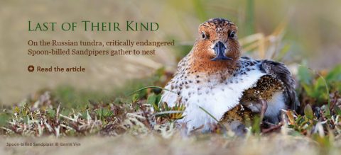 Spoon-billed Sandpiper by Gerrit Vyn