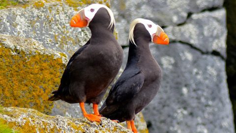 Tufted Puffins by Wendy R Fredericks via Birdshare.