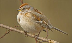 american tree sparrow