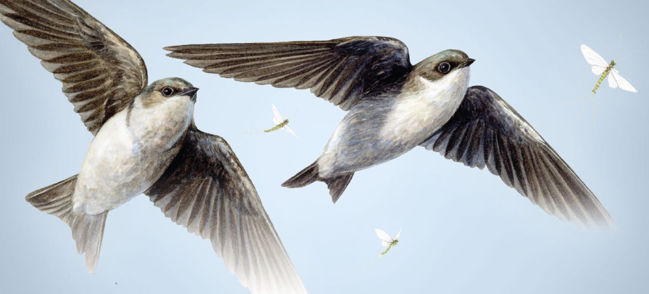 Illustration of birds flying with insects.