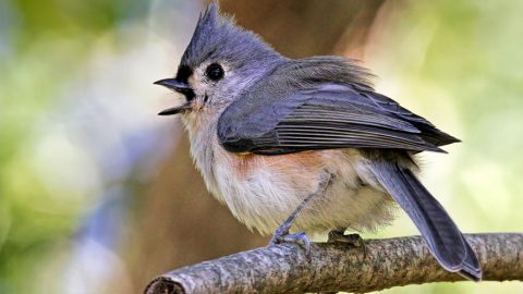 Tutfted Titmouse by Ryan Morrisey via Birdshare