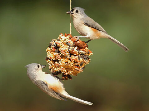 Two small, gray, crested birds at a homemade birdfeeder.