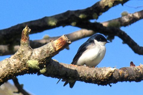 Chilean Swallow are part of a major study. Here, one student studies them in Ushuaia, Argentia