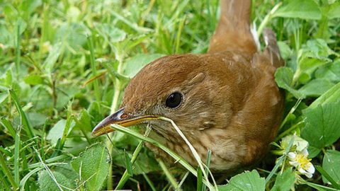 Veery by chickadee via Birdshare