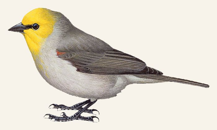 Illustration of a gray bird with a yellow head.