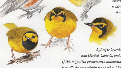 Naturalist's Notebook: Phenomenal Migration in Louisiana