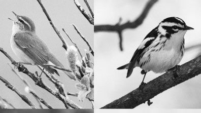 warblers in black and white