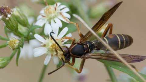 paper wasp by Jim Webber