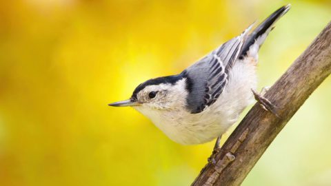 White-breasted Nuthatch by Zane Shantz/ Macaulay Library.