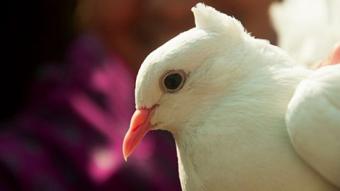 A dove at a wedding. Photo by SAM Nasim via Creative Commons.