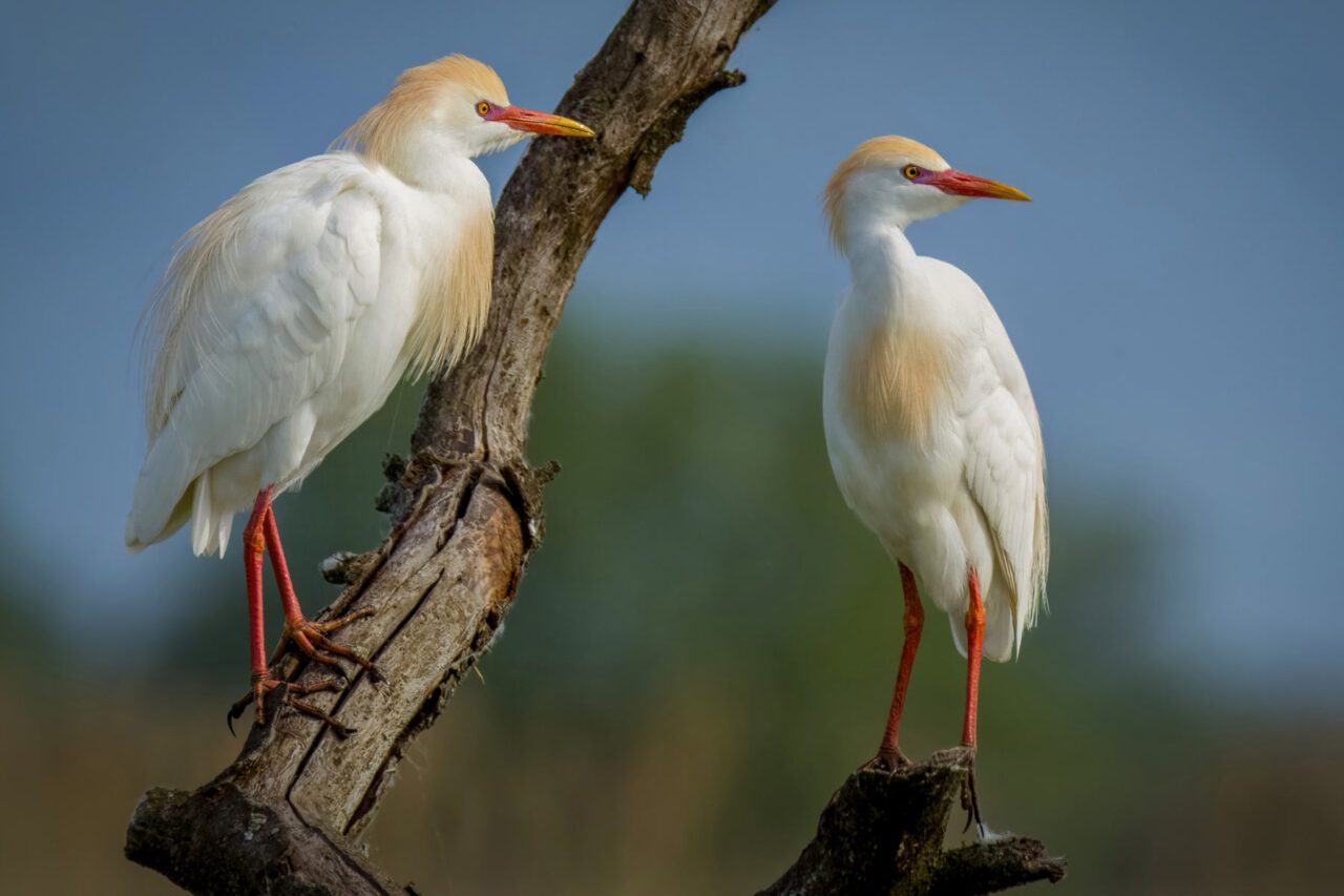 Two small white herons with yellowish highlights perch in a tree.