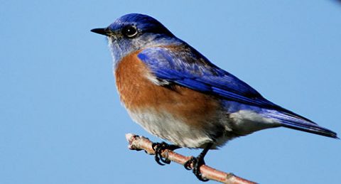 Western Bluebird