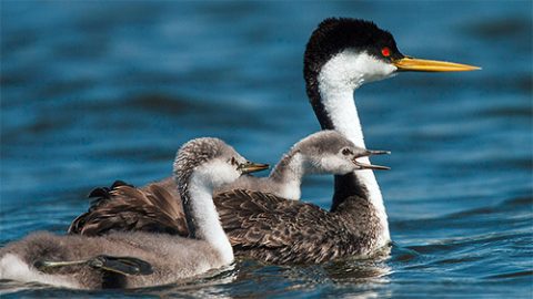 Western Grebe with Chicks by Beau Liddell via Birdshare