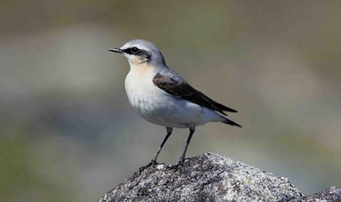 adult northern wheatear in breeding plumage