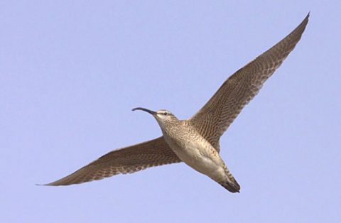 Whimbrel in flight