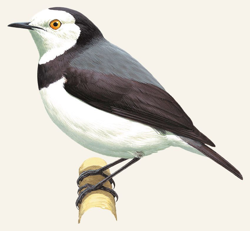 Illustration of a white, gray and black bird with a yellow-orange eye and thin, short black, beak.