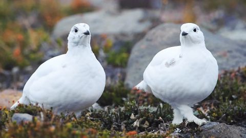 Two White-tailed Ptarmigan