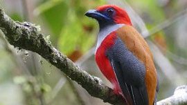 Whitehead's Trogon, Borneo, by Noah Strycker