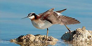 A Phalarope Ballet on California's Otherworldly Mono Lake