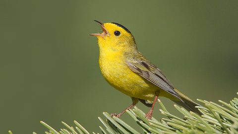 A Wilson's Warbler. Photo by Birdshare.