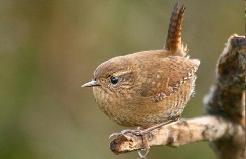 regional differences in songs of winter wren