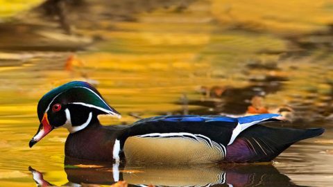 Wood Duck by Malcolm Benn