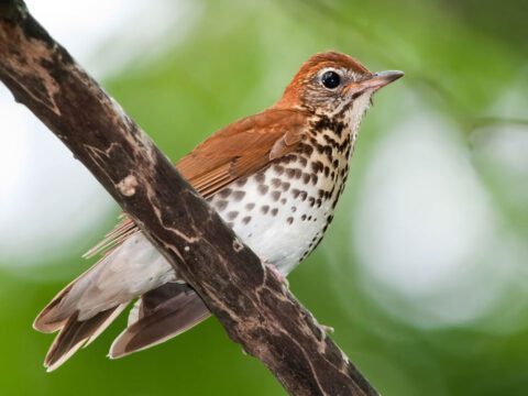 Wood Thrush by Kelly Colgan Azar via Birdshare.