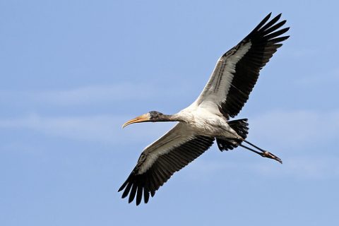 Wood Stork