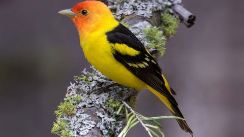 Western Tanager by Garret Burton