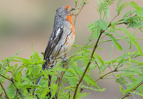 white-tipped plantcutter