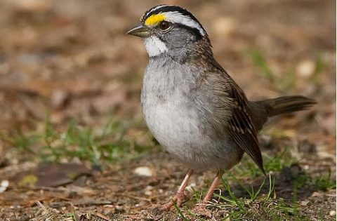 White-throated Sparrow