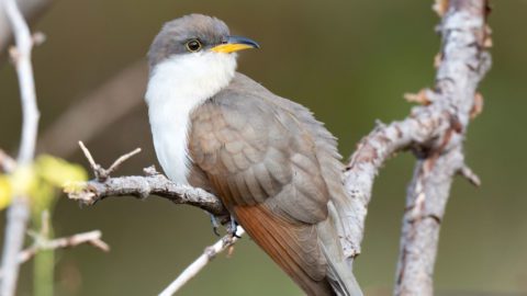 Yellow-billed Cuckoo by Leo McKillop/Macaulay Library