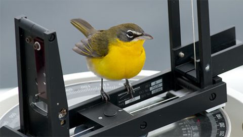 Yellow-breasted Chat by Tom Johnson