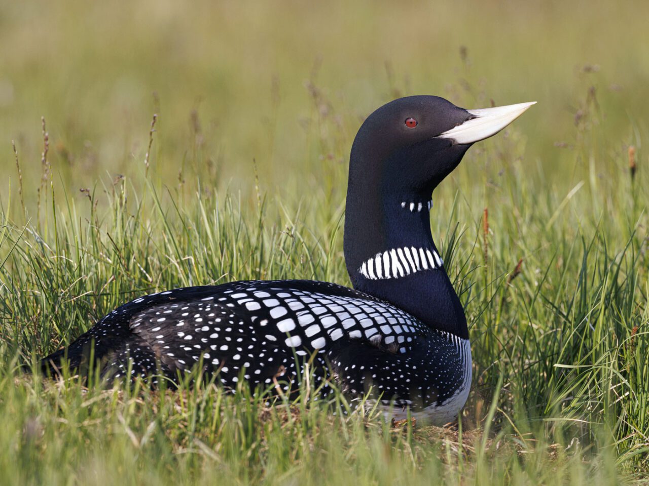 A black and white bird in the grass, with a long, pale yellow, pointed bill, black head and a red eye.