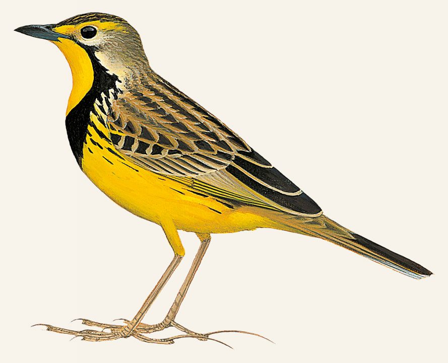 Illustration of a yellow, brown and black patterned bird with long legs.