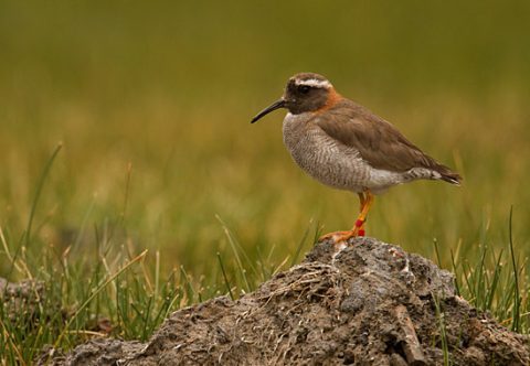 Diademed Sandpiper-Plover