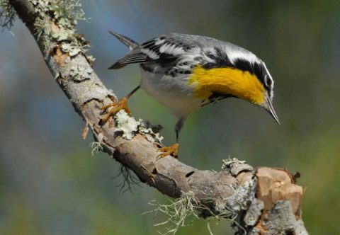 Yellow-throated Warbler