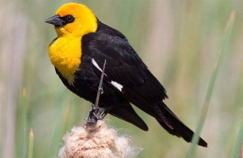 Yellow-headed Blackbird