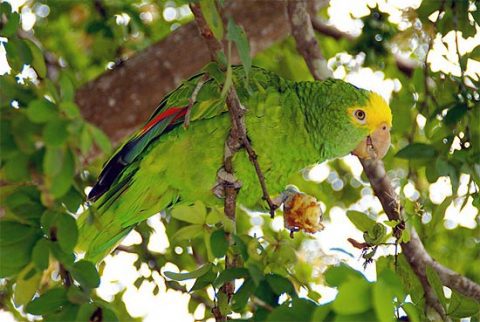 Yellow-headed Parrot