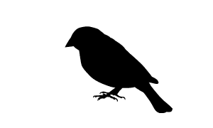 cowbird silhouette