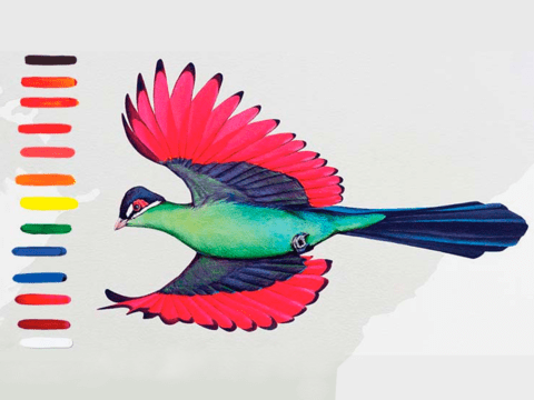 Illustration of Hartlaub's Turaco