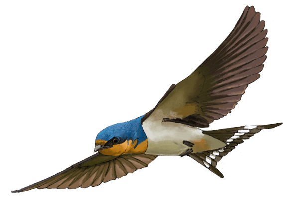 Illustration of flying bird, blue and chestnut head, v-shaped dark tail with a white stripe.