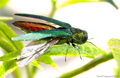 emerald ash borer