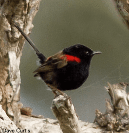 Red-backed Fairywren