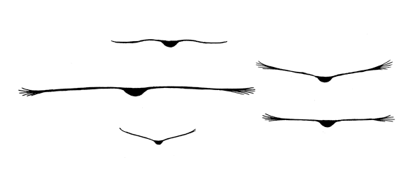 raptor flight profiles - eagle, vulture and hawk