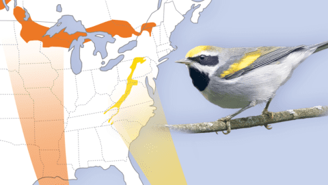 Golden-winged Warblers that breed in different regions tend to winter in different places as well, and these differences are tied to variations in the VPS13A gene. Graphic by Jillian Ditner; Golden-winged Warbler by Brendan Klick/Macaulay Library