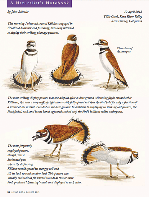 John Schmidt: Naturalist's Notebook, Summer2013